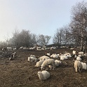 112 Wel een kudde schapen op de berg